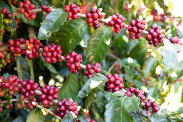 red and white flowers
