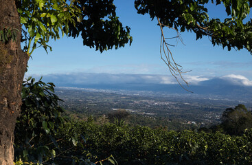tree in the mountains