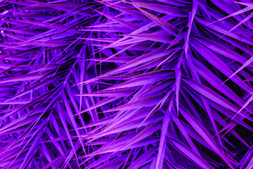 abstract purple leaf texture, dark green foliage nature background, tropical leaf