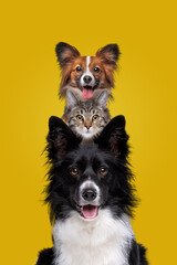two dogs and one cat staring at camera - obrazy, fototapety, plakaty