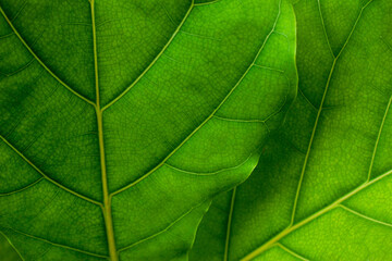 closeup nature view of green leaves background, dark nature concept