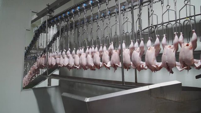 industrial, industry, interior, production, technology, chicken, food, logistic, skin, hang, hen, kill, mechanism, move, people, retail, row, body, business, dead, endless, factory, hook, leg, modern,
