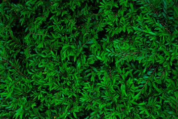 Naklejka na ściany i meble Full Frame of Green Leaves Texture Background. tropical leaf