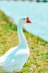 Obraz premium white goose in the grass