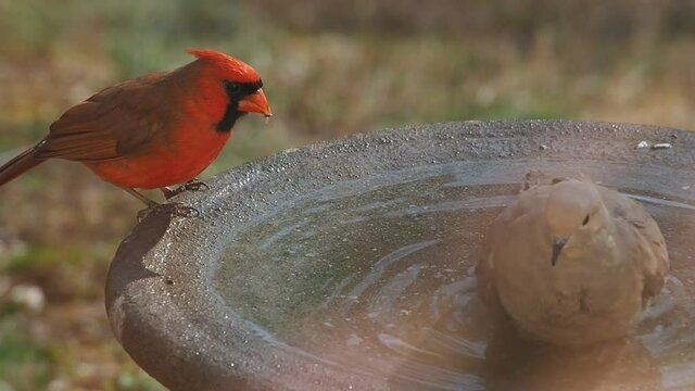 mourning dove and male red cardinal at birdbath