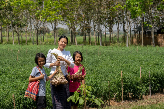 Family Mother And Daughter Walking In Rice Field Of Rural Background, Asian People Holding Vegetables And Smile In Countryside, Happy Family In Rural And Working Agriculture In Organic Garden