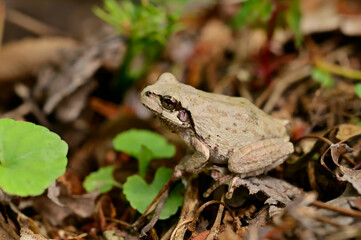 Fototapeta premium 冬眠から目覚めたアマガエル