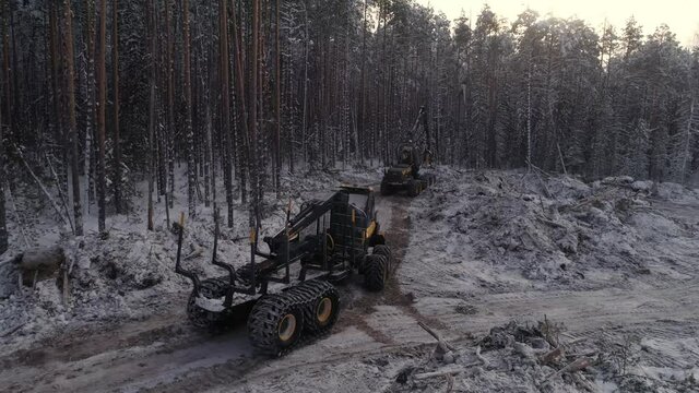 Forest harvester and forwarder drive into the winter forest. Cloudy winter day. Snow all around. Nearby sawn trees. Harvester logging a tree.
