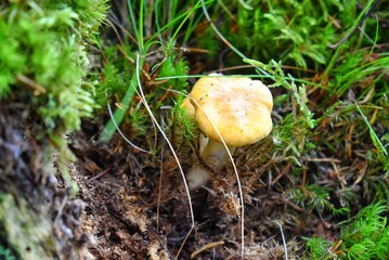 Detail of Chanterelle mushrooms (Cantharellus cibarius) around the green moss in Sweden forest. Popularly used for cooking.