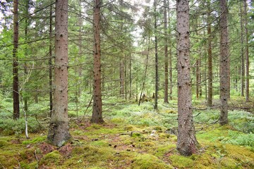 Green mossy backlit coniferous forest with tree trunks and mossy stones on ground. From the Kronoberg County, Sweden.