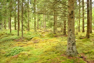 Obraz premium Green mossy backlit coniferous forest with tree trunks and mossy stones on ground. From the Kronoberg County, Sweden.