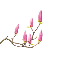 pink flower of magnolia spring branch isolated on white background