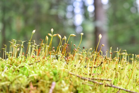 Close-up of plant with forest background in Kronoberg County, Sweden.