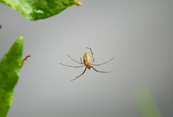 Little spider in the garden