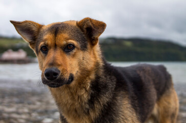 A dog living in the beach