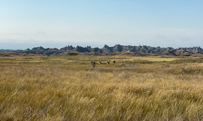 Obraz premium Herd of big horn sheep in Badlands South Dakota