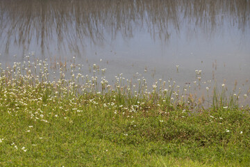 Obraz na płótnie Canvas White flowers at water's edge
