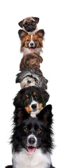 Portrait of six dogs piled up