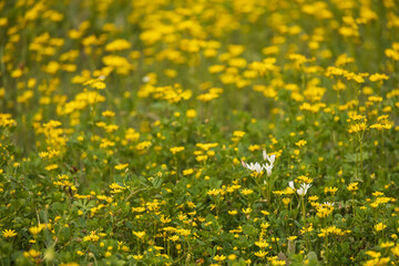 Fototapeta premium Yellow wildflowers in a field