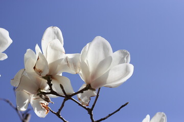 white magnolia flower © mochammad