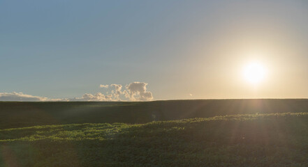 Rural landscape of a soy plantation (glycine max) at dawn