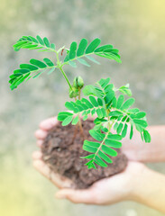 The seedlings are on hand to be planted for renewable forests for good environment