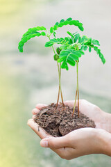 The seedlings are on hand to be planted for renewable forests for good environment