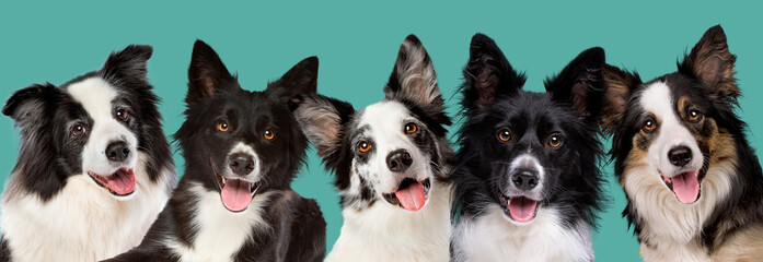five border collie dog portrait