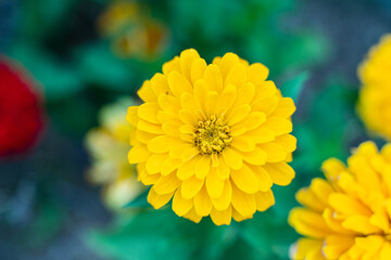 yellow and red flower