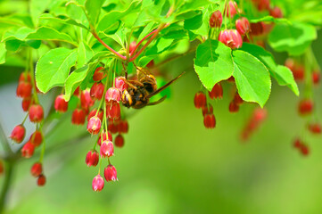 ベニドウダンの花蜜を吸うキイロスズメバチ