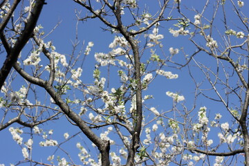 blooming sakura tree in spring