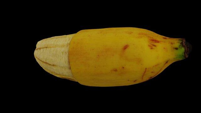 Realistic render of a rotating Lady Finger Banana (partially peeled) on black background. The video is seamlessly looping, and the 3D object is scanned from a real banana.
