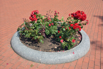 Circle flowerbed with flowers on spavement