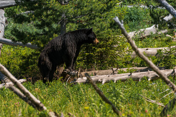 a large brown bear walking through a forest standing on a log