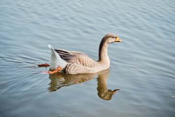 Animaux de ferme , oie er son reflet sur l'eau .
