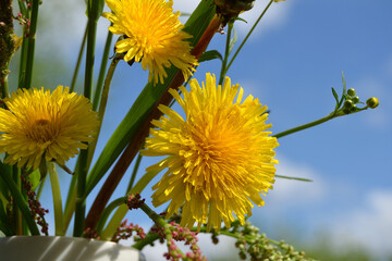 Beautiful spring or summer nature background. Bouquet of yellow dandelions and wildflowers against a clear blue sky