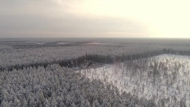 Forest harvester and forwarder drive into the winter forest. Cloudy winter day. Snow all around. Nearby sawn trees. Harvester logging a tree. The camera flies and opens a panorama of the endless winte