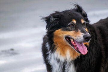 black and white dog