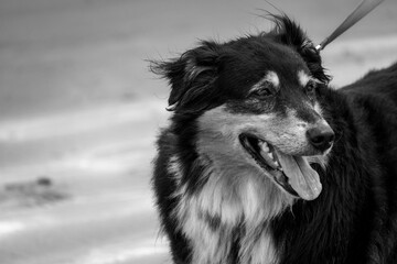 Fototapeta premium black and white dog