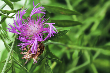 Spiraled pink petals on a knapweed flower