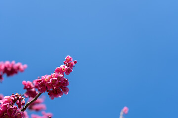 早春の青空と寒緋桜(カンヒザクラ)の花