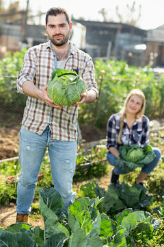 Positive man and woman harvesting fresh cabbage on beds of garden