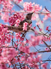 春の満開の桜の花とヒヨドリの鳥の姿