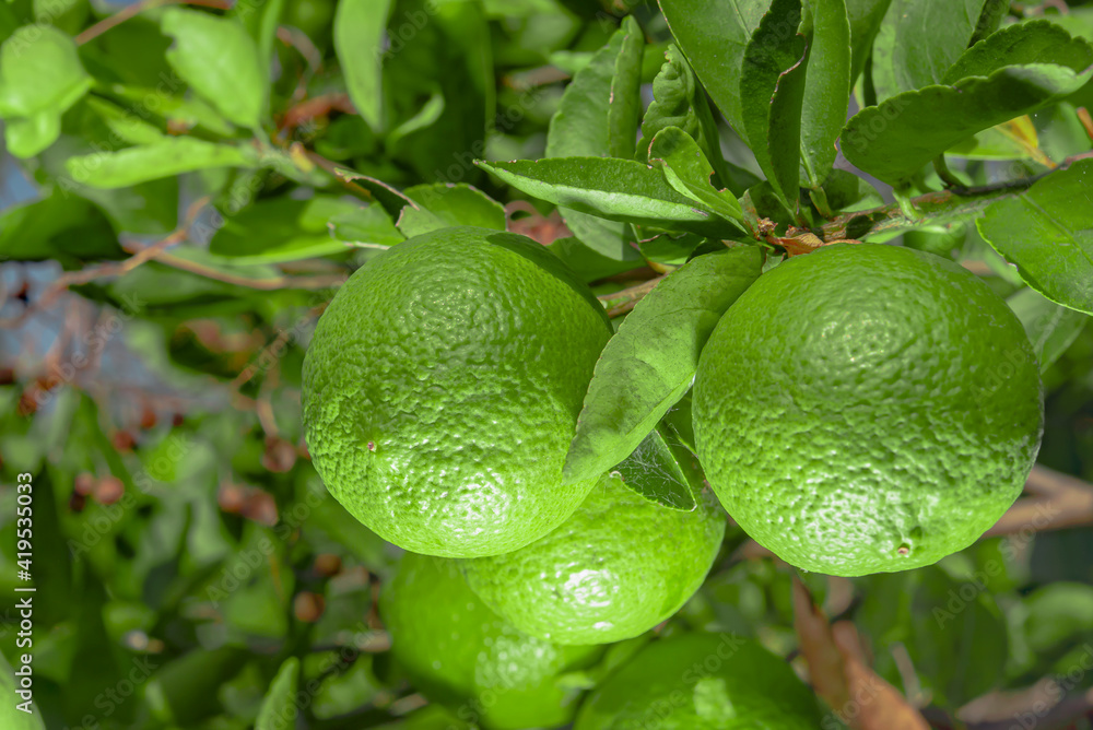 Wall mural lemons are plants that can be used as food and drink.