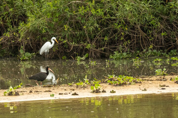 Great white egret with reflection and bare faced ibis
