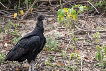 Black Head Vulture alert in Pantanel