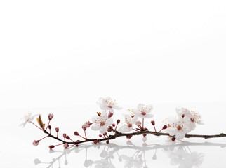 Close up of Light Pink Cherry Blossoms 