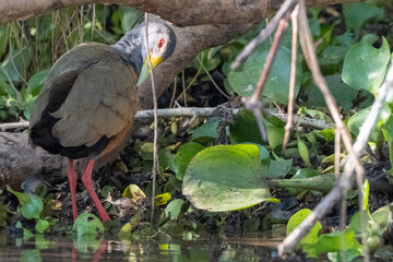 Grey neck wood rail in the Pantanal