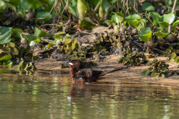 Silver beak tanager takes a bath
