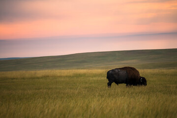 The bison or American buffalo grazing the grasslands of Badlands National Park in South Dakota.